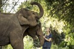 oferta last minute la hotel Anantara Golden Triangle Elephant Camp & Resort